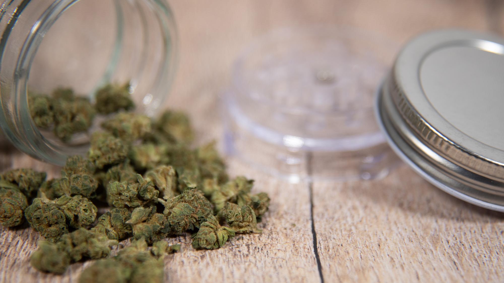 Why Cannabis Credentials Are Becoming Essential for Today’s Job Seekers